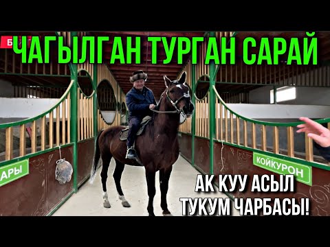 Видео: ЧАГЫЛГАН⚡️ БАГЫЛГАН САРАЙ ОХО 🤯 #байтв