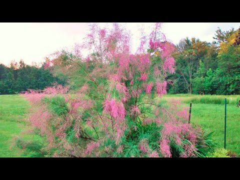 Видео: ТАМАРИКС размножить - плевое дело! Черенкуем в воде Бисерник.