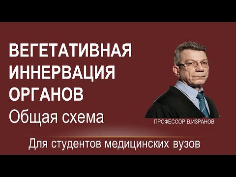 Видео: Вегетативная иннервация органов: общая схема