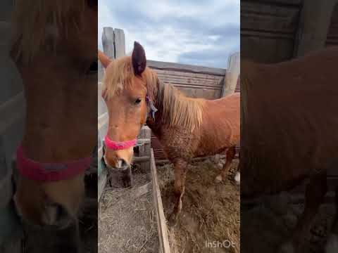 Видео: Көктем бағымға мал тапсыру..#Будалай#сиыр#қойлар#