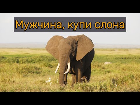 Видео: Мужчина, купи слона