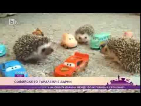 Видео: Домашен таралеж - репортаж bTV, Преди обед