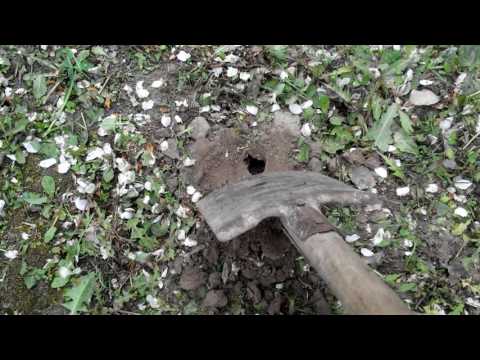 Видео: Как бороться (избавиться) от кротов. Единственный эффективный метод.