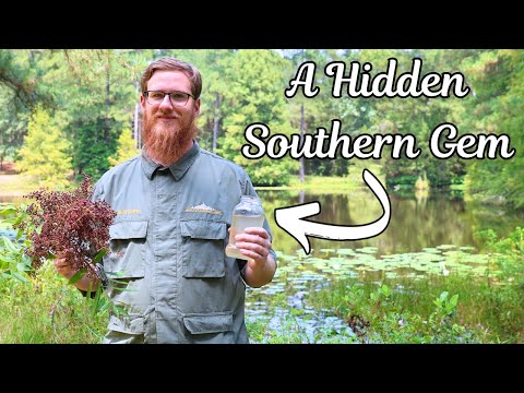 Видео: Южный «лимонадный завод», который затмит магазинный!