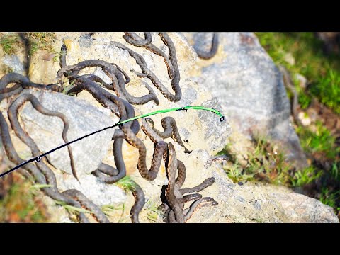 Видео: ОПАСНАЯ РЫБАЛКА НА ФИДЕР СРЕДИ ЗМЕЙ!