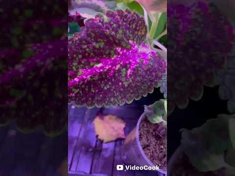Видео: Новинки колеусов