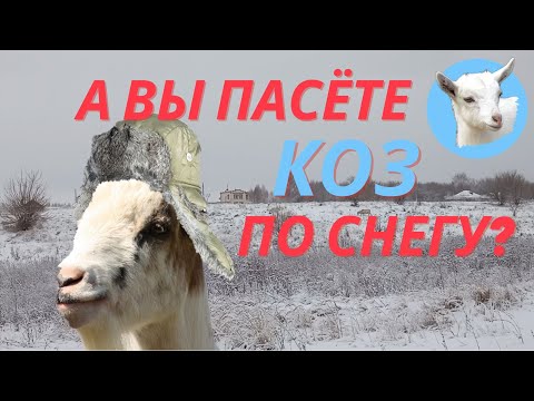 Видео: Как и когда пасти коз Выпас коз зимой