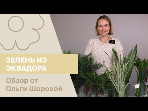 Видео: Зелень из Эквадора | Обзор от Ольги Шаровой