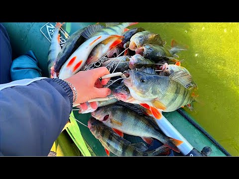 Видео: ЭТО МЕСТО КИШИТ ОКУНЯМИ!! КРУПНЫЕ ГОРБАЧИ на спиннинг. Ирикла.