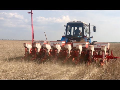 Видео: Посев подсолнечника после очеса