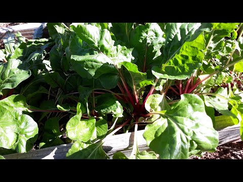 Видео: Ноябрьские новости о саде! Ура!