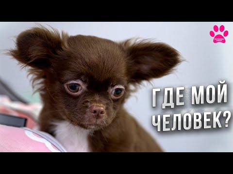 Видео: Я никому не нужен! Остался совсем один!
