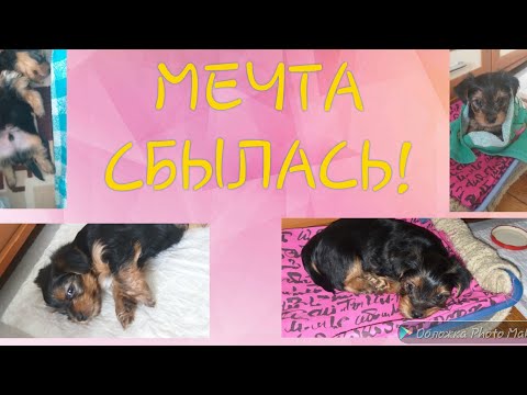 Видео: Влог/// Едим за щенком йорка/// Lin Di