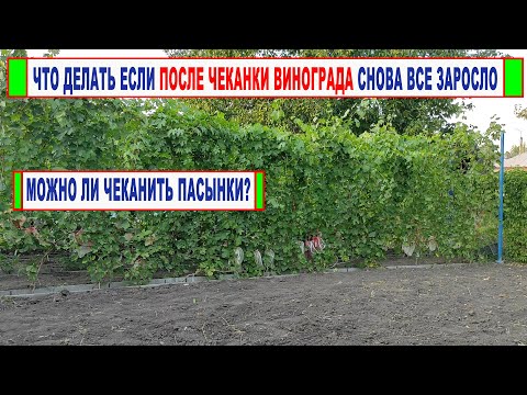 Видео: 🍇 Чтобы ОСЕНЬЮ ВИНОГРАДНИК НЕ ЗАБОЛЕЛ обязательно сделайте ЭТО, даже если уже проводили ЧЕКАНКУ.