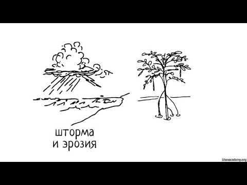 Видео: Ценность и значение биоразнообразия (часть 1) | Биоразнообразие