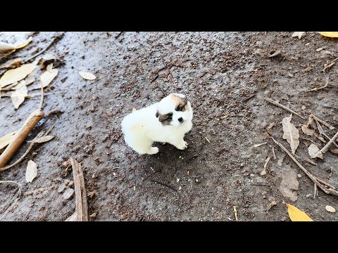 Видео: Перерождение: Я принцесса в богатом доме!