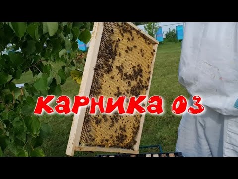Видео: Карника 03. Развитие пчел на 1 июля 2023 г.