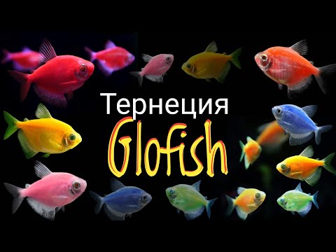 Видео: Тернеция Глофиш.Glofih