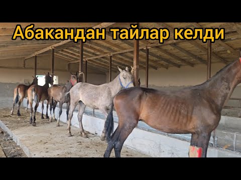 Видео: Абакандан тайлар келди тел:+996 708 010 445