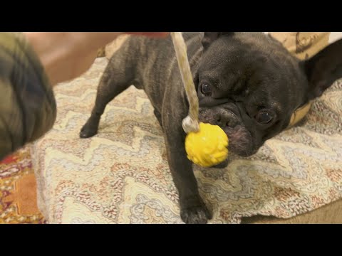 Видео: У французского бульдога Олега цвет настроения жёлтый