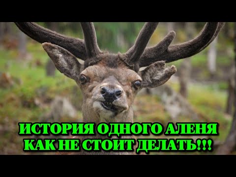 Видео: История одного Аленя. Как не стоит делать!!!