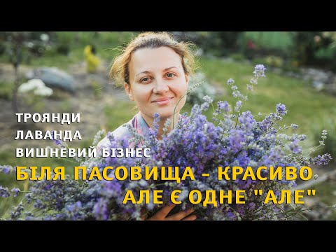 Видео: Заробітки. Що робити в селі? Сушимо лаванду, нарешті садимо троянди.