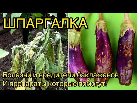 Видео: Самые частые проблемы баклажанов и способы их решения