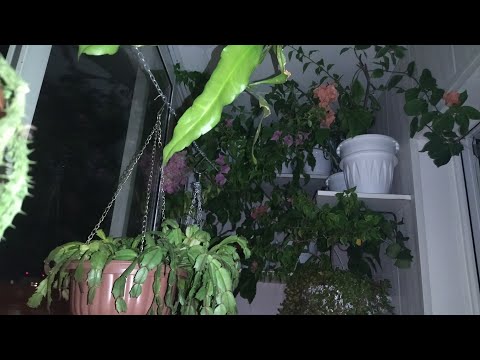 Видео: Шок контент 😉 Добралась. Растения на балконе.