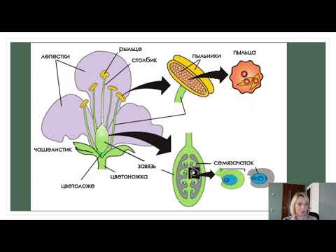 Видео: Развитие половых клеток у цветковых растений. Биология 10 класс.