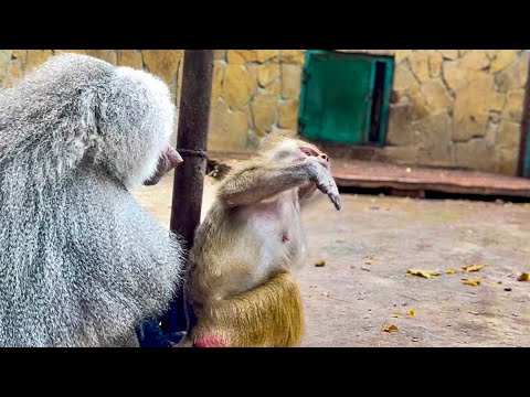 Видео: Люська ТАК СМЕШНО просит Елисея поперебирать ей шерстку, а он НАЕЛСЯ И СИДИТ!