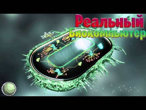 Видео: 🧪🧪🧪 Реальный биокомпьютер.