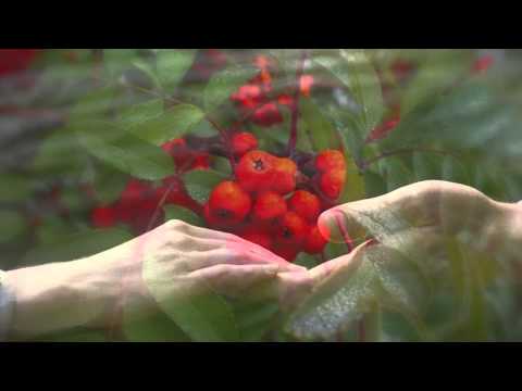 Видео: "Милая Роща". Поёт Валерий Сёмин