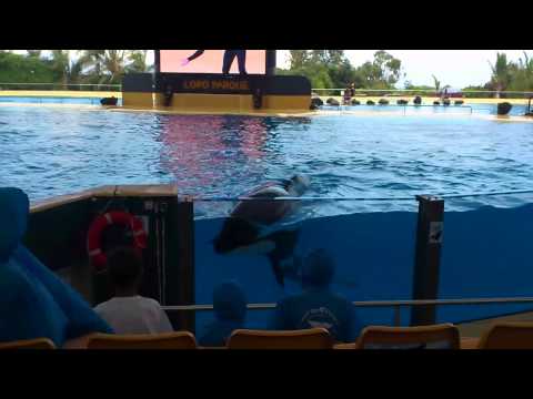 Видео: о. Тенерифе, Лоро парк, Шоу касаток.