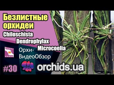 Видео: Chiloschista. Безлистная орхидея.