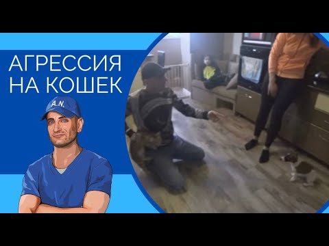 Видео: Агрессия на кошек(Джек-рассел по кличке Космос)