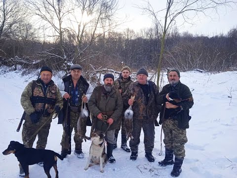 Видео: Колективне полювання на зайця