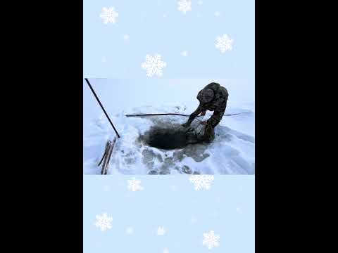 Видео: Муус аннынан балыктааһын Хомоҕо 03.11.2025с Куокуну