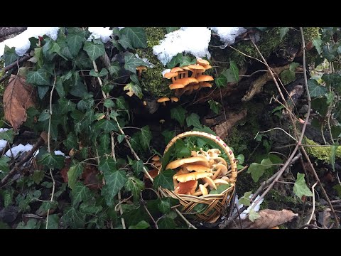 Видео: На розвідку за першими зимовими грибами. Настурція лікарська. Зимовий салат з грибами.