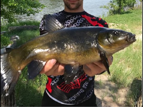 Видео: Просто хорошая и РЕЗУЛЬТАТИВНАЯ ловля линя на боковой кивок. Моя лучшая ловля ЛИНЯ на боковой кивок
