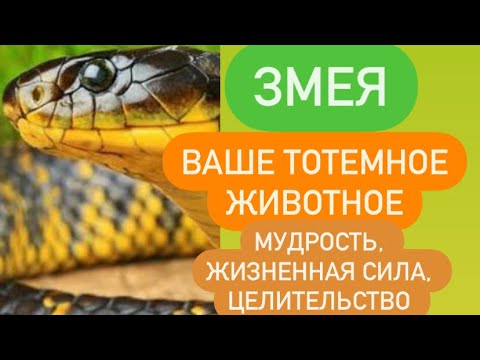 Видео: ЗМЕЯ - ваше тотемное животное# мудрость# целительство# жизненная сила# интуиция# кармические уроки#