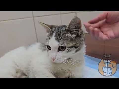 Видео: Сильная духом Кирочка! В возрасте 3 месяцев у неё 3 перелома на задних лапках