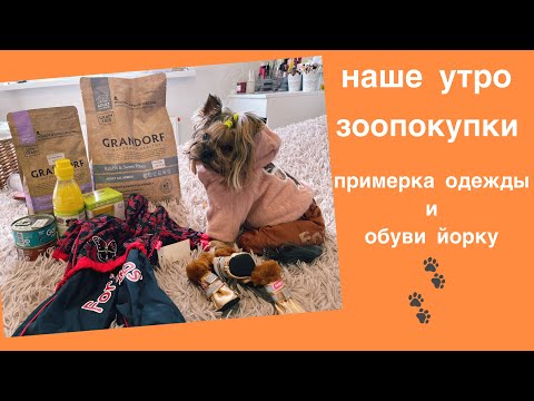 Видео: НАШЕ УТРО / ЗООПОКУПКИ / ОДЕЖДА И ОБУВЬ ДЛЯ ЙОРКА