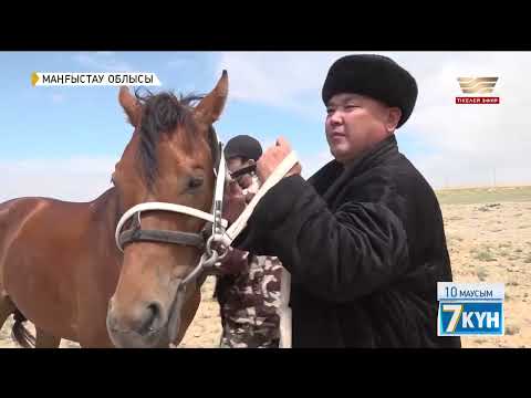 Видео: «Адай» жылқысы дара тұқым деп танылады