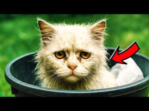 Видео: Девушка заметила уличную кошку в мусорном баке. То, что случилось потом повергло всех в шок!
