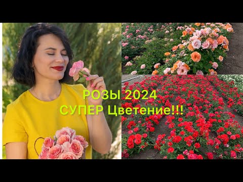 Видео: РОЗЫ 2024.Супер Цветение #rose #maryroses #flowers #garden