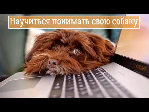 Видео: 10 Фактов о психологии собак.