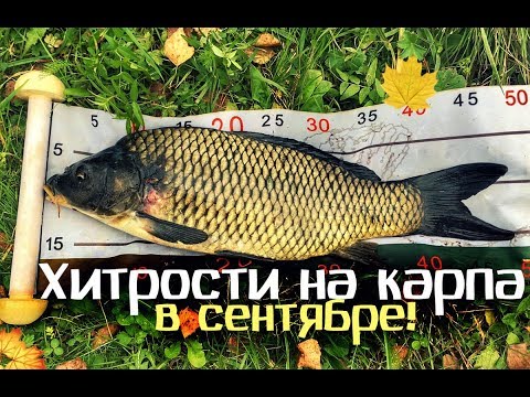 Видео: Секреты и хитрости опытных рыбаков на карпа в сентябре!