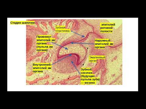 Видео: Развитие зуба (кратко). Препарат: Развитие зуба. Окрашивание гематоксилин-эозин.