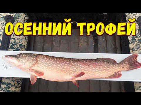 Видео: Осенний трофей! Трофейная щука на спиннинг. Осенняя рыбалка. Где искать хищника. Рыбалка осенью