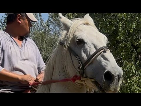 Видео: Канат тел:+996-509-655-757.  12 сентября 2025 г.